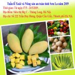 Sơn La: Tuần lễ xoài và nông sản an toàn tại Hà Nội