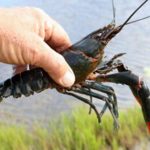 Bộ nông nghiệp: Tăng cường kiểm soát loài tôm càng đỏ