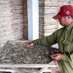 Thương lái Trung Quốc dừng thu mua: Tồn 750 tấn cá hấp phơi khô