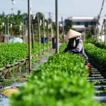 Làng hoa Dương Sơn vào vụ Tết, nông dân lo ngại vật giá tăng cao